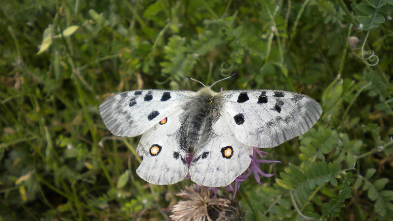 Farf.1 - Melanargia galathea e Parnassius apollo